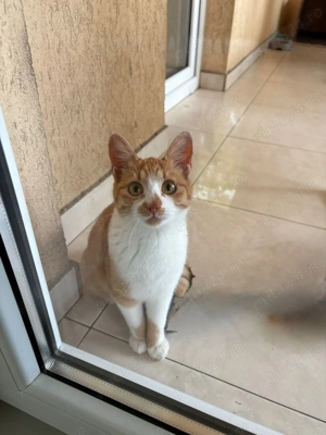 Cautam, dorim : afectiune! - imagine 4