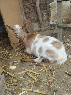 Vând capra de vânzare sannen 