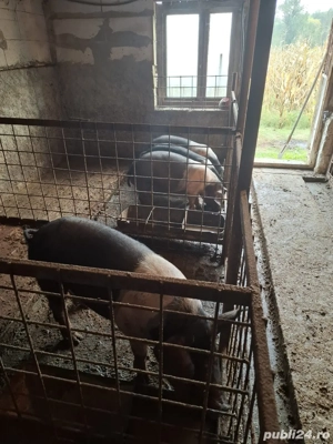 purcei de vanzare  - imagine 3