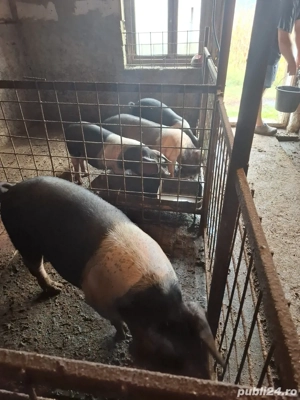 purcei de vanzare  - imagine 5