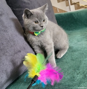 baiat british shorthsir