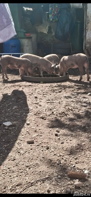 Purcei 3 luni jumate