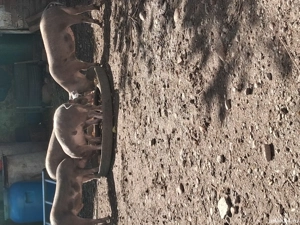 Purcei 3 luni jumate  - imagine 2