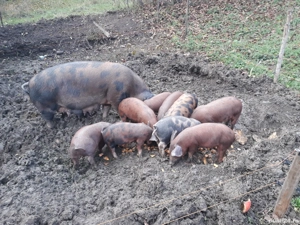 vand scroafa , purcei,burlinci dau si pe bucate sau oi. - imagine 2 vand scroafa , purcei,burlinci dau si pe bucate sau oi. - imagine 2