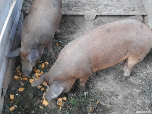 vand scroafa , purcei,burlinci dau si pe bucate sau oi. - imagine 4 vand scroafa , purcei,burlinci dau si pe bucate sau oi. - imagine 4