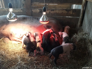 vand scroafa , purcei,burlinci dau si pe bucate sau oi. - imagine 3 vand scroafa , purcei,burlinci dau si pe bucate sau oi. - imagine 3