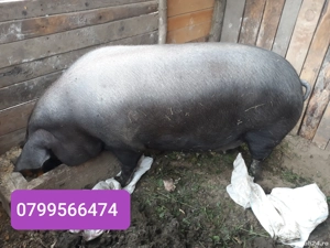 vand scroafa , purcei,burlinci dau si pe bucate sau oi. - imagine 5 vand scroafa , purcei,burlinci dau si pe bucate sau oi. - imagine 5