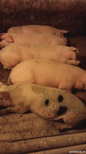 porci de vânzare 