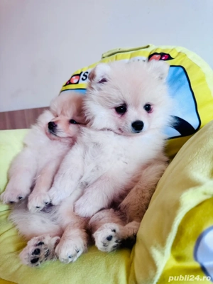 pui pomeranian alb - imagine 2