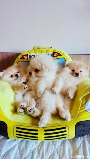 pui pomeranian alb