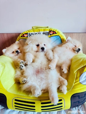 pui pomeranian alb - imagine 3