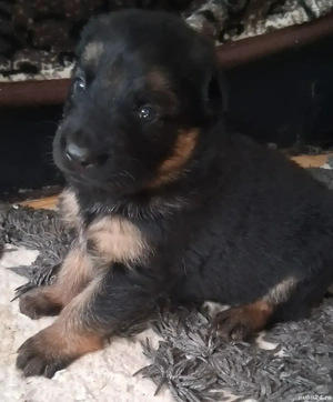 Pui,ciobanesc german pentru programare  - imagine 4