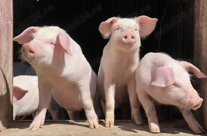 Purcei de vanzare, porc (scroafă) de vanzare