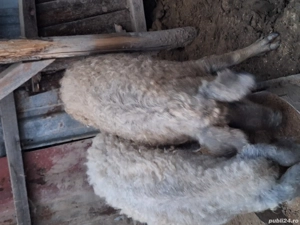 Vând porci, purcei, purcei mangalita si porci mangalita!!!