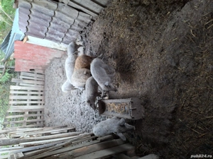 Vând porci, purcei, purcei mangalita si porci mangalita!!! - imagine 2