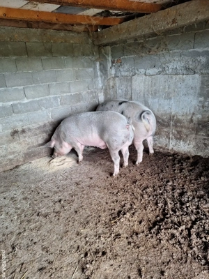 Vând porci, purcei, purcei mangalita si porci mangalita!!! - imagine 3