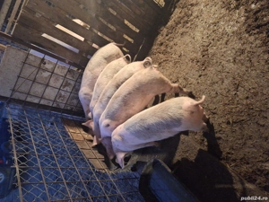 Vând porci, purcei, purcei mangalita si porci mangalita!!! - imagine 4