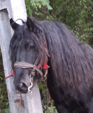 Armasar garantat  - imagine 3