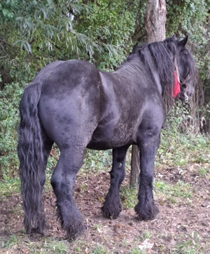 Armasar garantat  - imagine 4