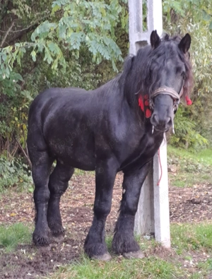 Armasar garantat  - imagine 5