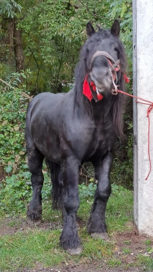 Armasar garantat  - imagine 8