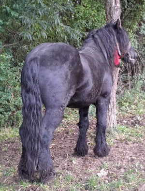 Armasar garantat  - imagine 10