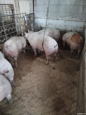 Porciiiiii - imagine 7