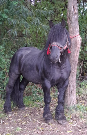 Armasar blând și bun - imagine 2 Armasar blând și bun - imagine 2