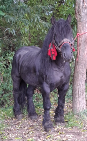 Armasar blând și bun - imagine 4 Armasar blând și bun - imagine 4