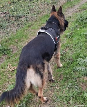 Pui ciobanesc-german - imagine 3