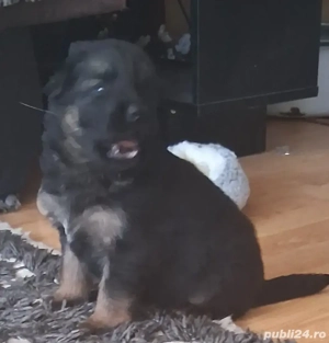 Pui,ciobanesc-german 