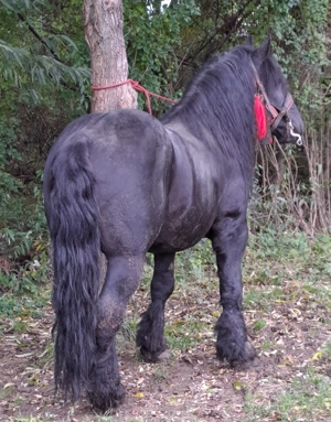 Armasar blând și bun - imagine 3 Armasar blând și bun - imagine 3