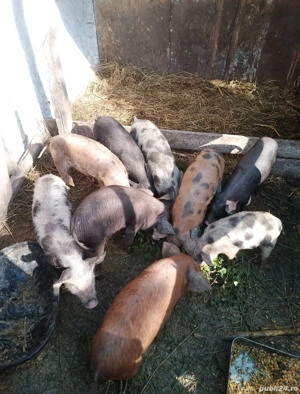 porci de vanzare