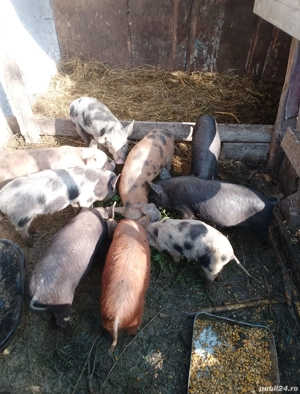 porci de vanzare - imagine 2