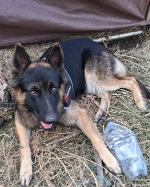 Pui,ciobanesc german - imagine 2