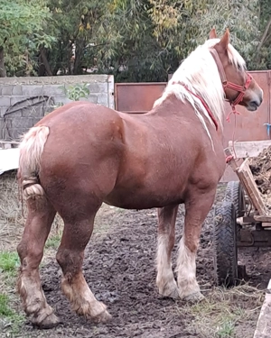 Cal de concurs  - imagine 2