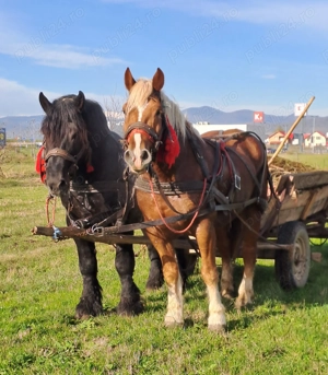 Cal de concurs  - imagine 5