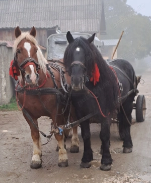 Cal de concurs  - imagine 4