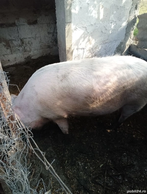 porc de vanzare - imagine 2