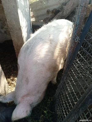 porc de vanzare