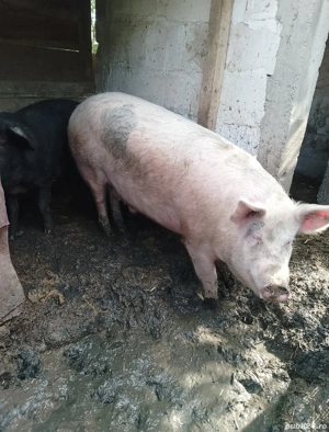 porc de vanzare - imagine 3