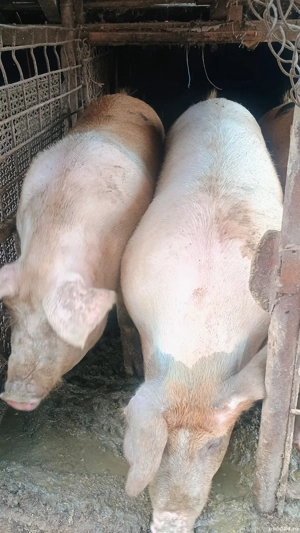 vand 3 purcele nefatate 