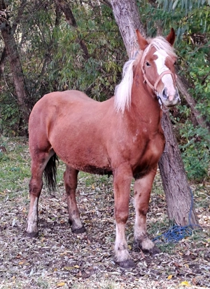 Manz armasar  - imagine 3