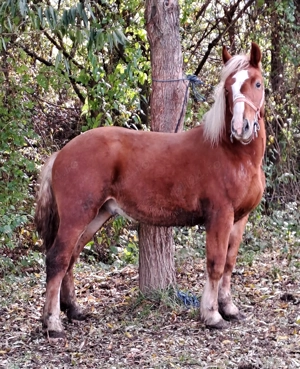 Manz armasar  - imagine 2