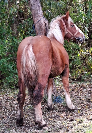 Manz armasar  - imagine 4