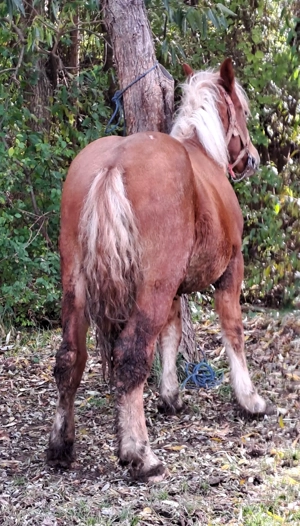 Manz armasar  - imagine 5