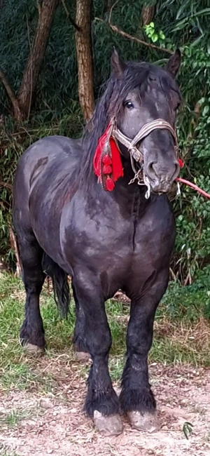 Armasar special  - imagine 2