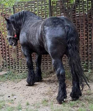 Armasar special  - imagine 5