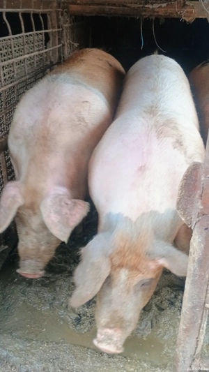 vand purcele - imagine 2