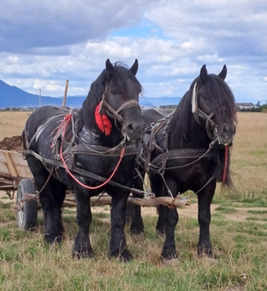 Armasar special  - imagine 4